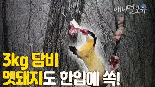 [풀버전] 3kg짜리 담비가 멧돼지를 잡아먹는다?! 쪼그만 몸집에 엄청난 식성!! 👀 I KBS 아마도 마지막 존재 230927 방송