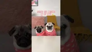 Testing the PATIENCE of my SENIOR pug and pug PUPPY! 👀😂 