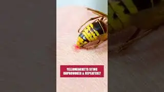 A Quick Guide to Getting Rid of Yellowjackets! [DIY Pest Control]