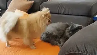 Spitz wakes up the cat again to play