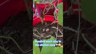 My chicken likes to lay eggs in my hoop house🐓🙄#homesteading #garden #chicken #shorts#farmlife