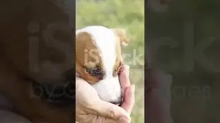 щеночки 😘😘😘
