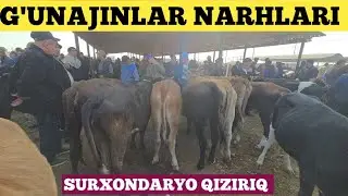 G'UNAJINLAR NARHLARI QIZIRIQ JAXON MOL BOZORIDA 19.10.2025 YANGI VIDEO 