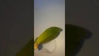 Моя реанимашка , которая пострадала от ZeoFlora. Что с ней стало?!