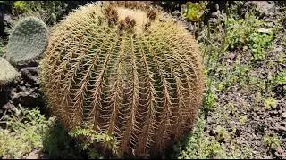 Канарский остров Гран Канария. Gran Canaria. Отпуск весной с 27.03 по 03.04. 4-я часть