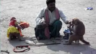 funny animals monkey
