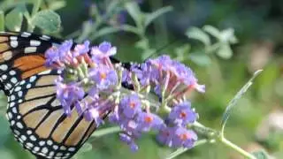 Monarch nursing butterfly bush