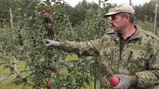 Сорт яблони Ред Кап, для Беларуси новый неоднозначный сорт. Мои наблюдения.