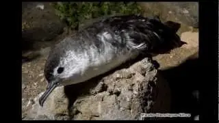 Sonido - "Pardela chica" (Puffinus assimilis baroli)