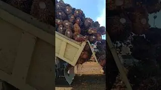 viraall skill truck truck sawit oleng jumping tertinggi #shorts