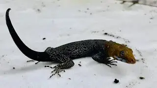 Esta lagartija DIMINUTA tiene habilidades INCREIBLES! El geco enano de cabeza amarilla