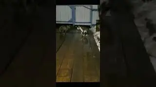 Кот Кузя орет , защищая дом! Коты орут и дерутся!