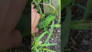 #invasivespecies   Grabbing Iguanas with my Bare Hand!