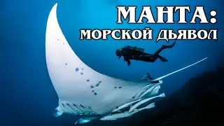 MANTA ray (GIANT SEA-DEVIL): this is the largest Stingray in the world | About sea inhabitants
