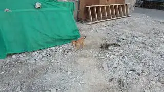 feeding street dogs india 2