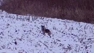 RatBall - Mangy coyote comes to vocals