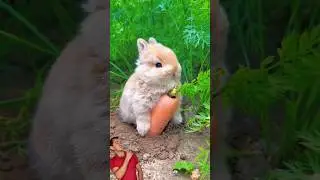 Coelho Comendo cenoura