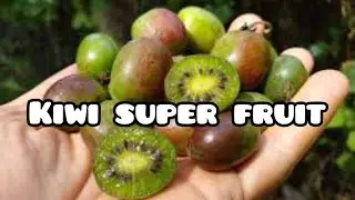 Hardy Kiwi: The Cold-Climate Superfruit