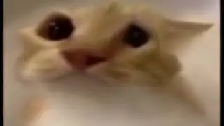 [Жмых] meow (meme)