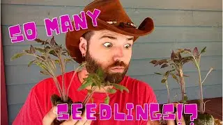 Transplanting Tomato Seedlings!