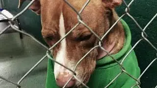Everyone was barking and he was sitting quietly - the emotions of a sad dog.