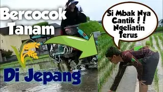 Bercocok Tanam Padi Di Jepang | Petani nya Cantik Guys !!!
