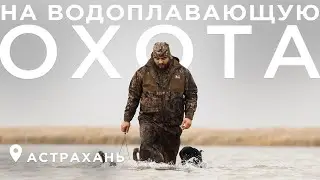 Охота в Астрахани на водоплавающую!