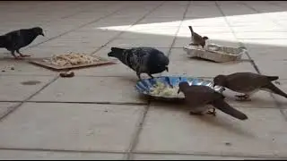 A flocks of amazing birds eat foods in front of me.