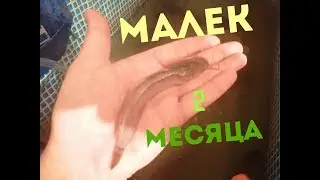Скорость роста клариевого африканского сома 2 месяца