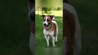 #видео#хогвартс#патронусы