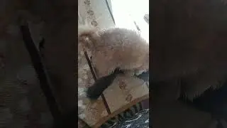 هههههه 😅 تزاوج كلبة مع قطة 🤭😅