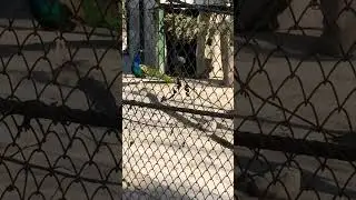 #viral my video