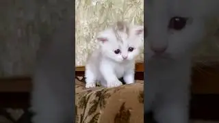 #черепаха