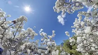 Bumblebees in slow motion