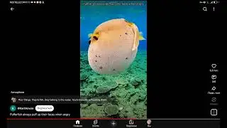 Иглобрюха и фуга 
