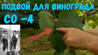 Rootstock for grapes (Berlandieri × Riparia) CO 4.