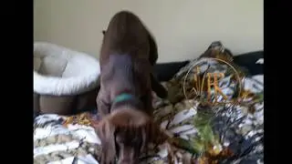 Remington leaps off the bed!