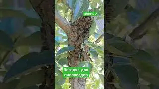 Ответ на загадку - все просто! #bee