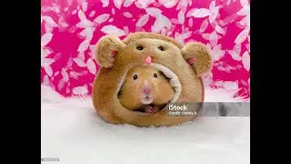 The Secret Life of Teddy Bear Hamsters!