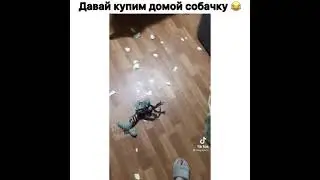 Давай купим домой собачку🐶🤣🤣! | 
