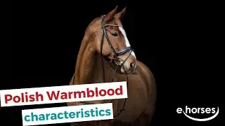 Polish Warmblood | characteristics, origin & disciplines