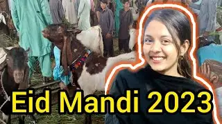 bakra mandi 2023 😍❤️ | faryal shoaib