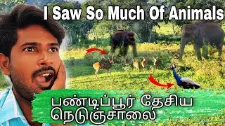 I Saw So Much Of Animals In BANDIPUR Forest 🥰😱 || Ooty Trip Vlogs Part 1 || Mano Fun Vlogs || MFV
