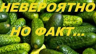 НЕВЕРОЯТНО, НО ФАКТ... # SHORTS