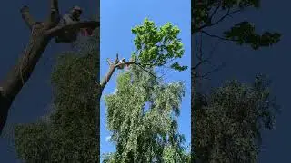 Я ж еще и арборист 