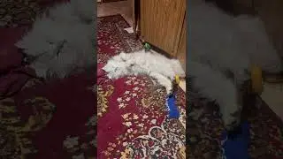 Котик только проснулся