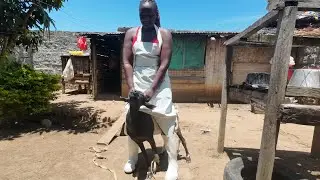 Strong lady preparing goat for lunch 
