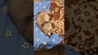 #кошечка Марго сладко спит 30#августа