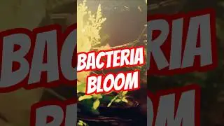 Fix Your Cloudy Aquarium Pt 2 | New Tank | Bacteria Bloom