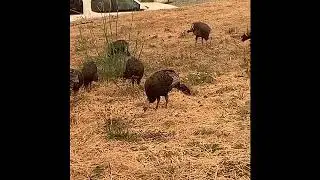 Turkey’s Food Frenzy